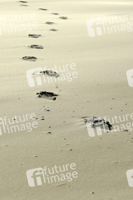 Impressionen von der Nordseeinsel Amrum
