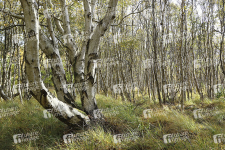 Impressionen von der Nordseeinsel Amrum