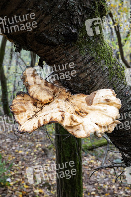 Herbst an den Mosel-Weinbergen in Winningen