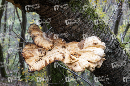 Herbst an den Mosel-Weinbergen in Winningen