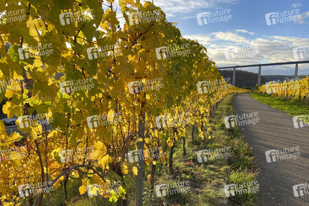 Herbst an den Mosel-Weinbergen in Winningen