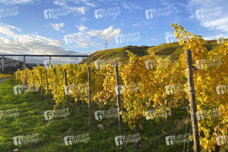 Herbst an den Mosel-Weinbergen in Winningen