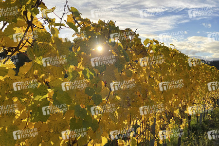 Herbst an den Mosel-Weinbergen in Winningen