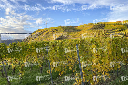 Herbst an den Mosel-Weinbergen in Winningen