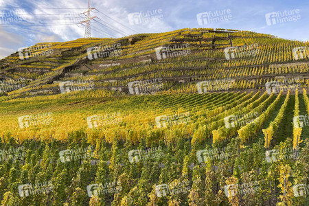 Herbst an den Mosel-Weinbergen in Winningen