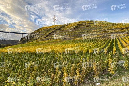 Herbst an den Mosel-Weinbergen in Winningen