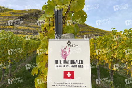 Herbst an den Mosel-Weinbergen in Winningen