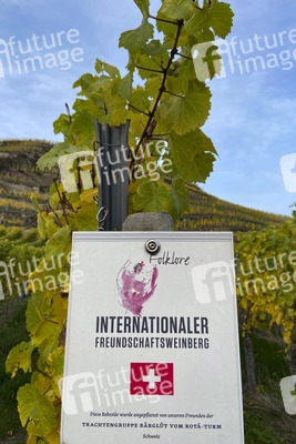 Herbst an den Mosel-Weinbergen in Winningen