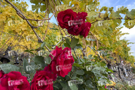 Herbst an den Mosel-Weinbergen in Winningen