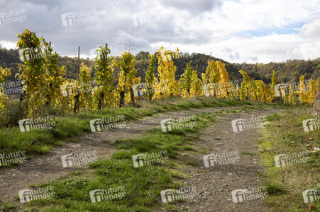 Herbst an den Mosel-Weinbergen in Winningen