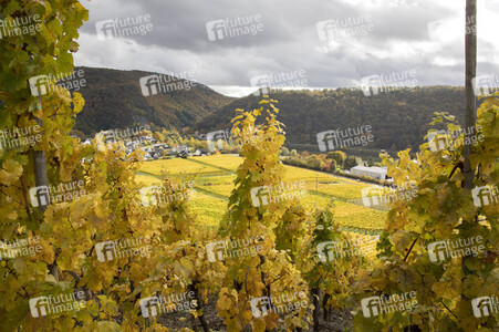 Herbst an den Mosel-Weinbergen in Winningen