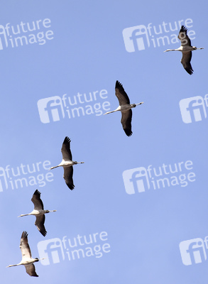 Symbolfoto Zugvögel