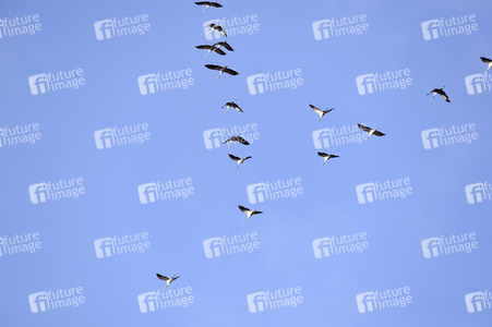 Symbolfoto Zugvögel