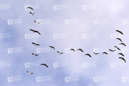 Symbolfoto Zugvögel