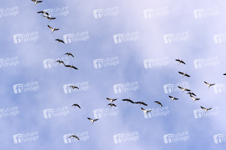 Symbolfoto Zugvögel