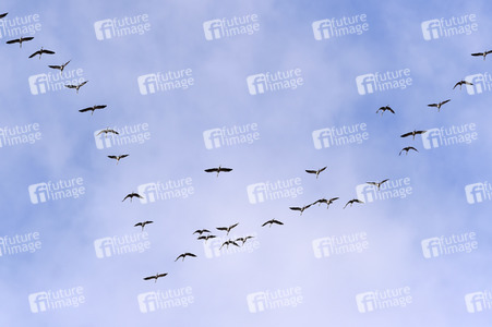 Symbolfoto Zugvögel