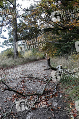 Symbolfoto Forstarbeiten