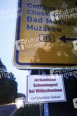 Symbolfoto Schweinepest