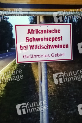 Symbolfoto Schweinepest