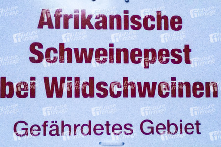 Symbolfoto Schweinepest