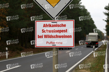 Symbolfoto Schweinepest