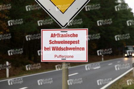 Symbolfoto Schweinepest