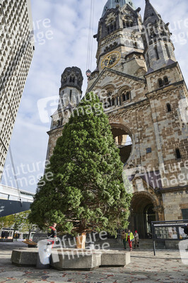Aufstellen des Weihnachtsbaumes an der Gedächtniskirche in Berlin