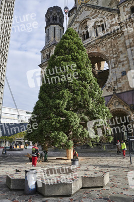 Aufstellen des Weihnachtsbaumes an der Gedächtniskirche in Berlin