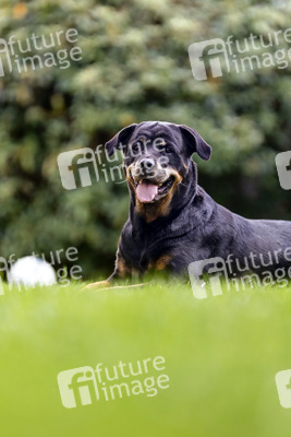 Symbolfoto Listenhund