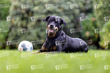 Symbolfoto Listenhund