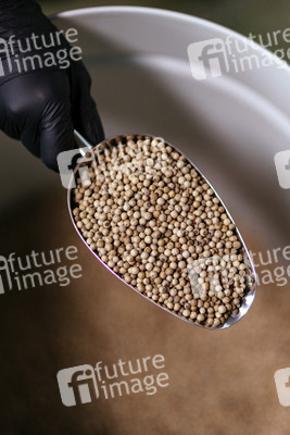 Symbolfoto Weißer Pfeffer