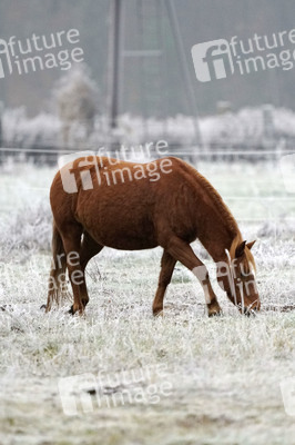 Raureif auf einer Weide bei Erkner