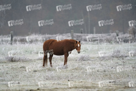 Raureif auf einer Weide bei Erkner
