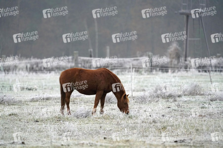 Raureif auf einer Weide bei Erkner