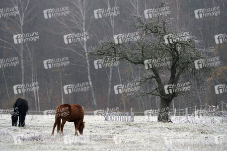 Raureif auf einer Weide bei Erkner