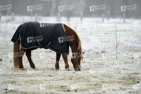 Raureif auf einer Weide bei Erkner