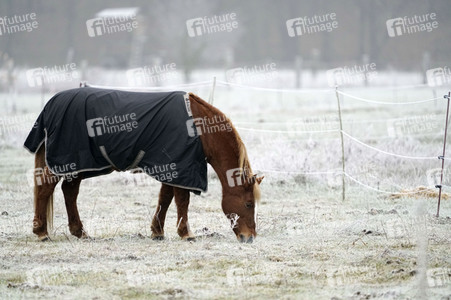 Raureif auf einer Weide bei Erkner