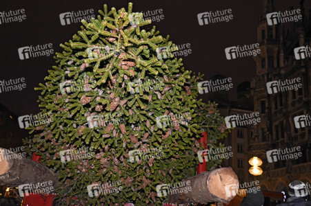 Christbaum-Aufstellung in München