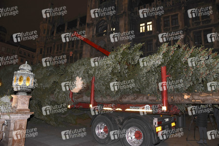 Christbaum-Aufstellung in München