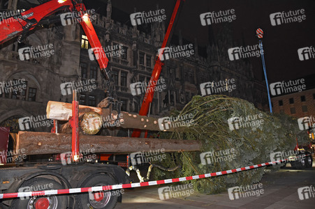 Christbaum-Aufstellung in München