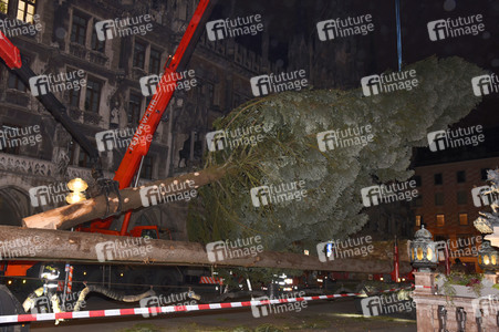 Christbaum-Aufstellung in München