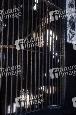 Photoshooting mit Specimen in London