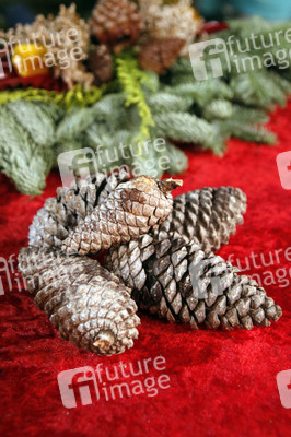 Symbolfoto Weihnachtsbaumverkauf