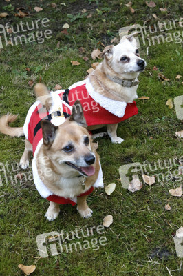 Hunde im Weihnachtsjäckchen in Berlin