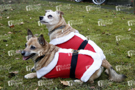 Hunde im Weihnachtsjäckchen in Berlin
