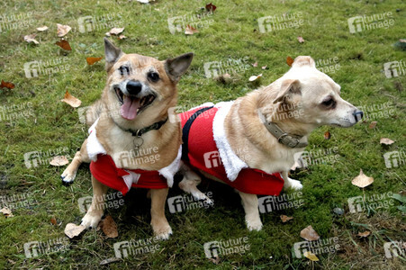 Hunde im Weihnachtsjäckchen in Berlin