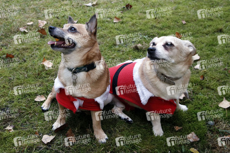 Hunde im Weihnachtsjäckchen in Berlin