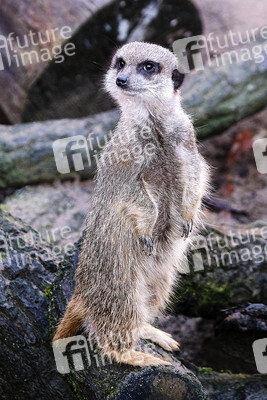 Weihnachtszeit im Erlebnis-Zoo Hannover