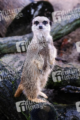 Weihnachtszeit im Erlebnis-Zoo Hannover
