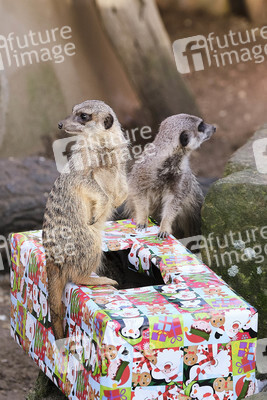 Weihnachtszeit im Erlebnis-Zoo Hannover